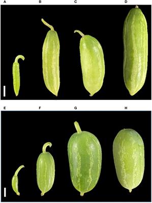 Transcriptomics reveal useful resources for examining fruit development and variation in fruit size in Coccinia grandis